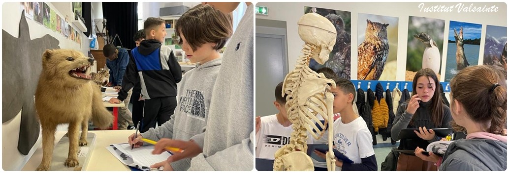 Lire la suite à propos de l’article Classes de 6ème au Musée d’Histoire Naturelle